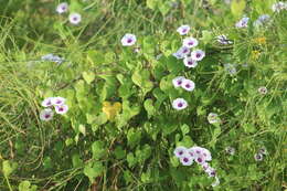 Image of Red-Center Morning-Glory