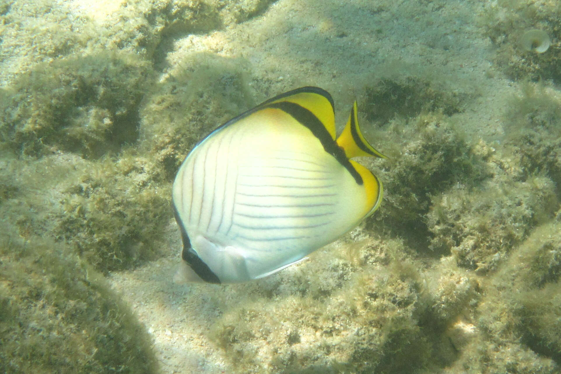 Image of Butterfly fish