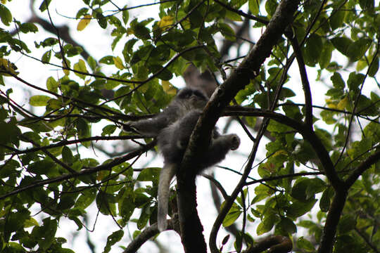 Image of Grizzled Leaf Monkey