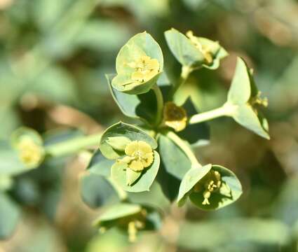 Euphorbia schizoloba Engelm. resmi