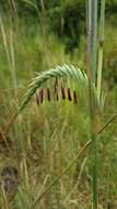 Imagem de Heteropogon triticeus (R. Br.) Stapf ex Craib