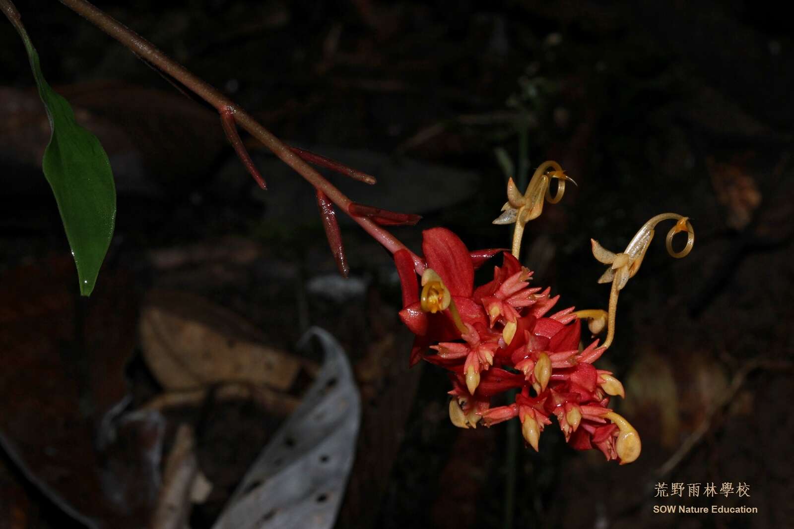 Imagem de Globba atrosanguinea Teijsm. & Binn.