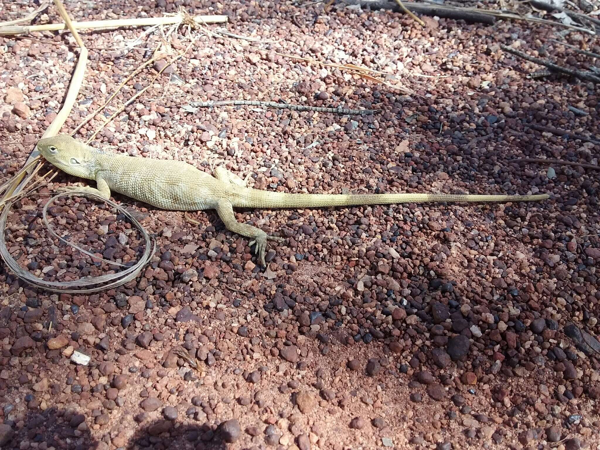 Image of Chameleon Dragon