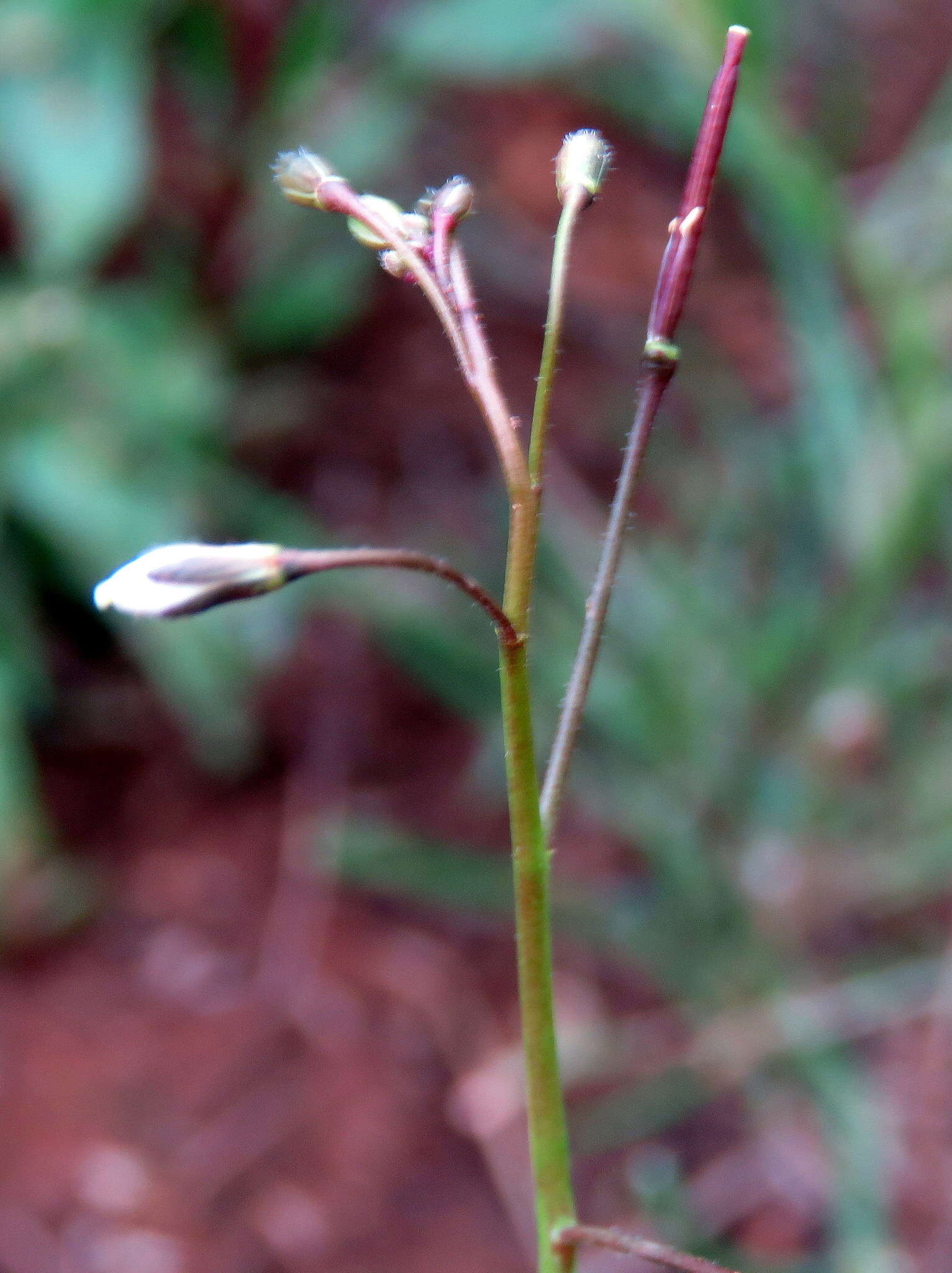 Image de Heliophila crithmifolia Willd.