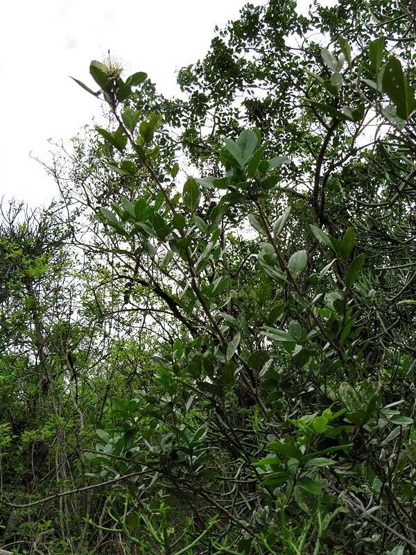 Image of Cucumber-bush