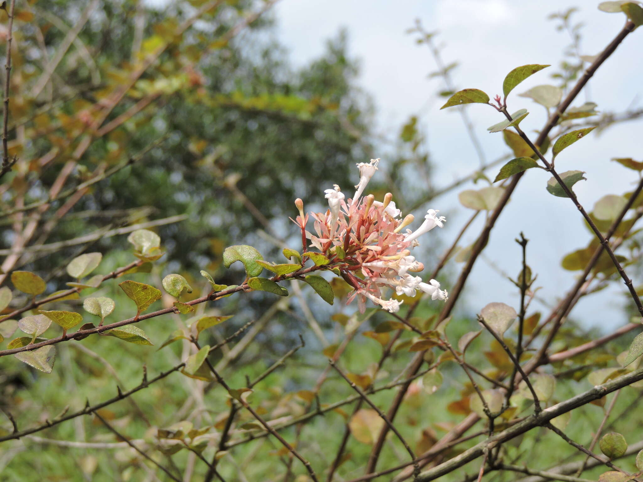 Image of chinese abelia