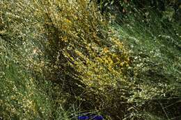 Image of Genista cinerascens Lange