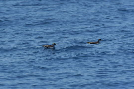 صورة Puffinus assimilis haurakiensis Fleming, CA & Serventy 1943