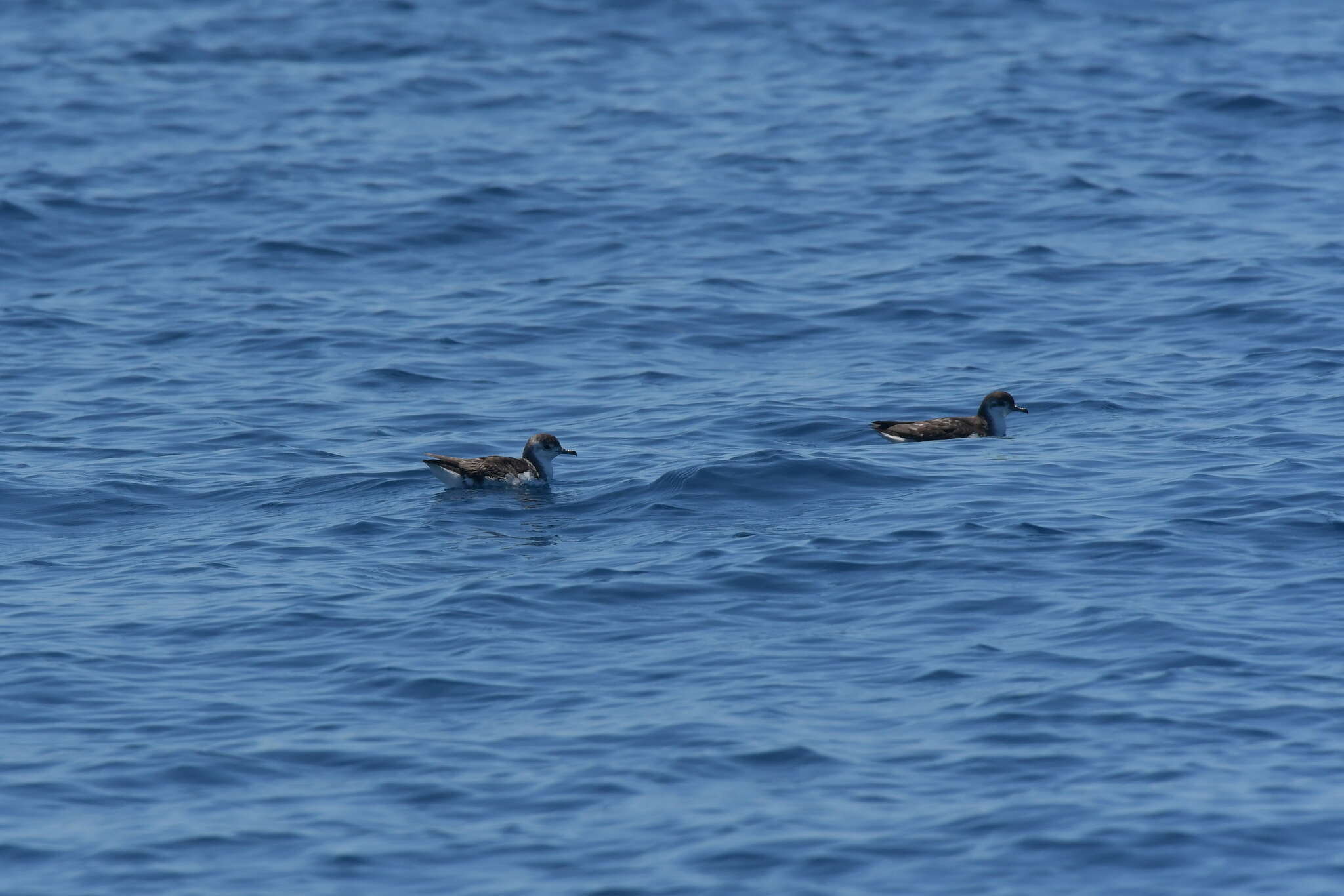 Puffinus assimilis haurakiensis Fleming, CA & Serventy 1943的圖片