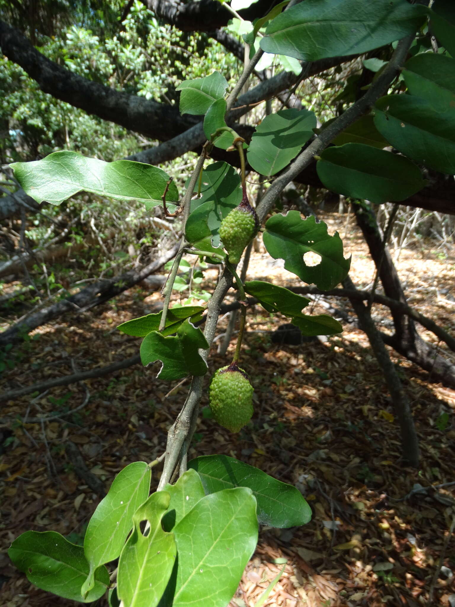 Image of Cynophalla verrucosa (Jacq.) J. Presl