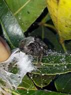 Image of Araneus horizonte Levi 1991