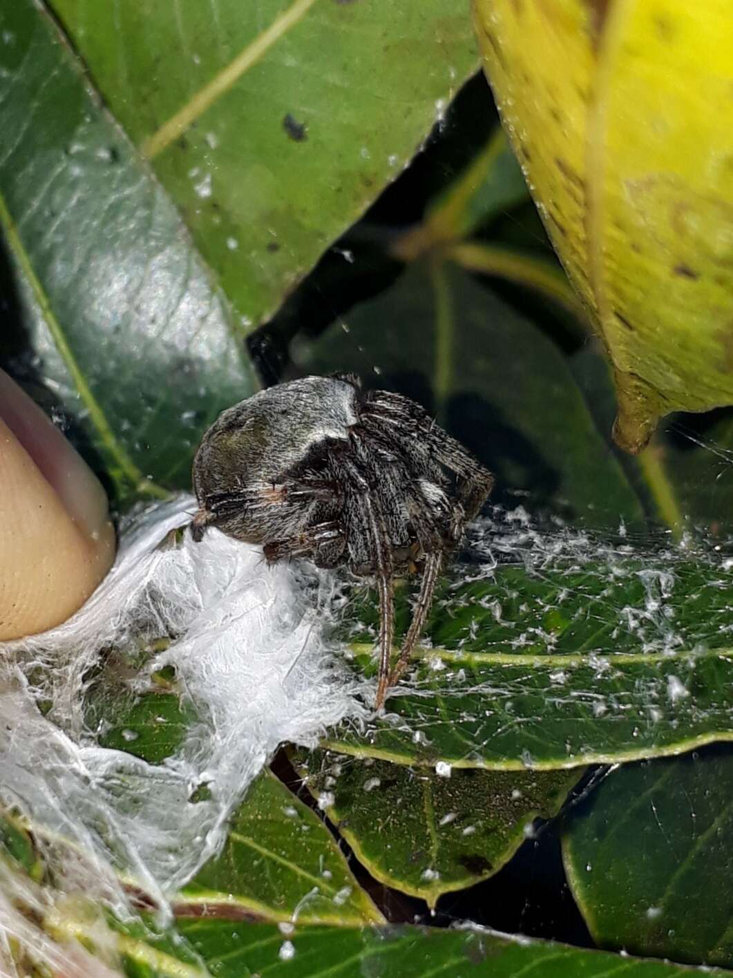 Image of Araneus horizonte Levi 1991