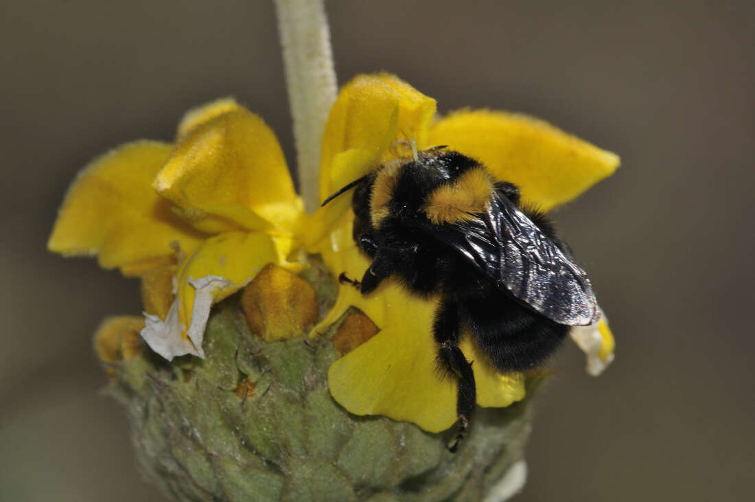 Слика од Bombus argillaceus (Scopoli 1763)