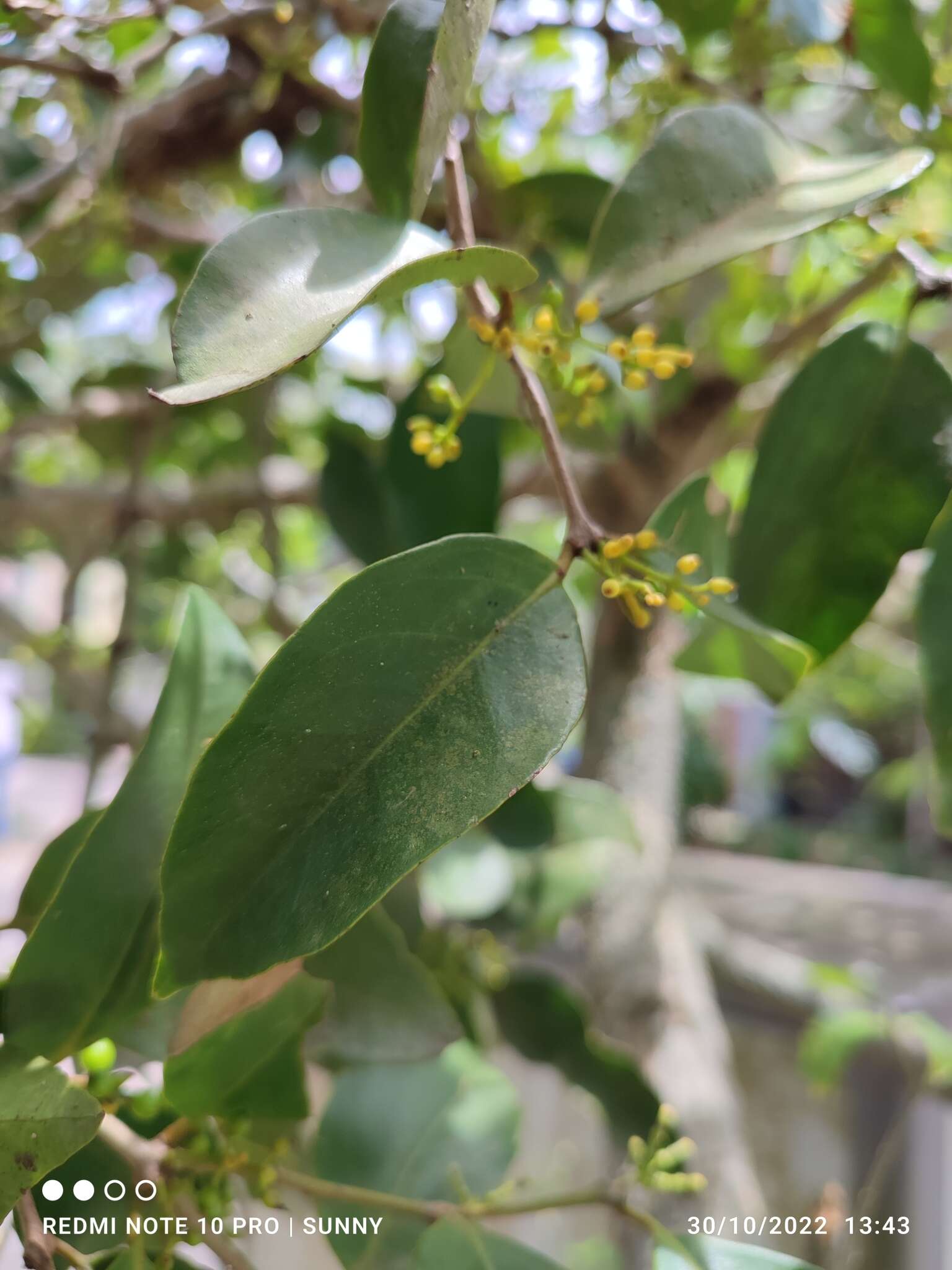 Слика од Macrosolen cochinchinensis (Lour.) van Tiegh.