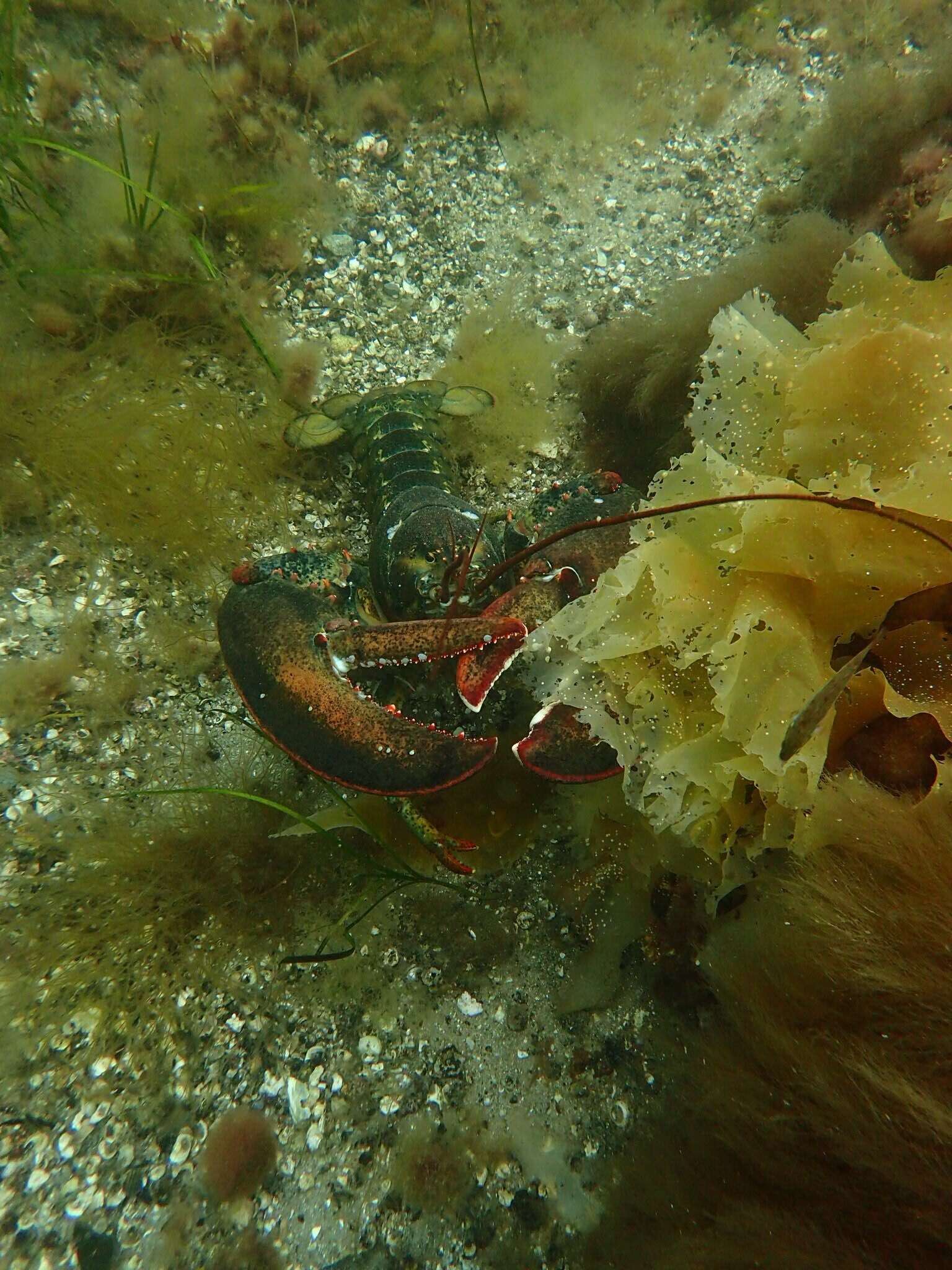 Image of American Lobster