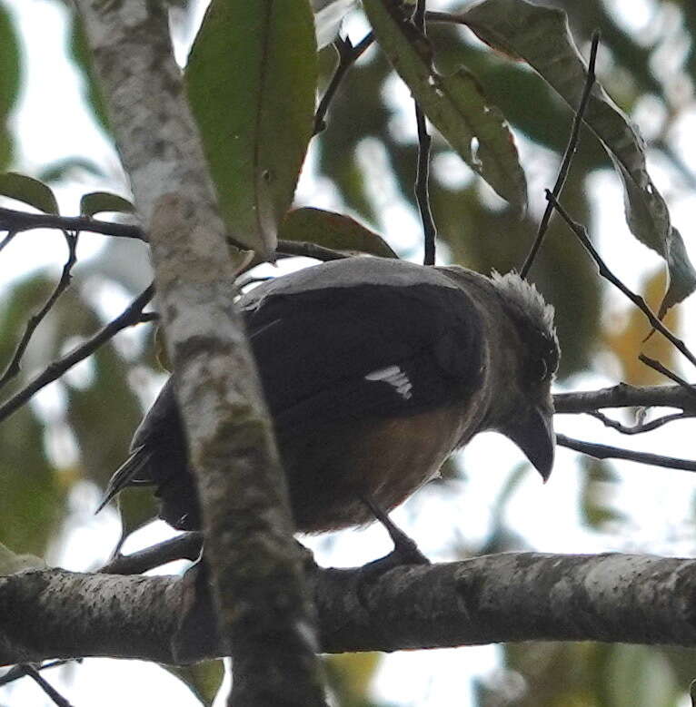 Image of Bornean Treepie