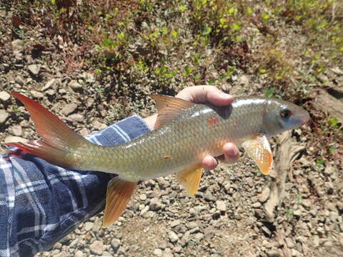 Image of Hookfin redhorse