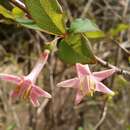 Image of Lonicera gracilipes Miq.