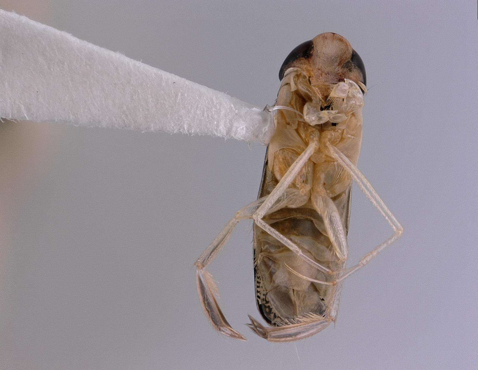 Image of Corixidae