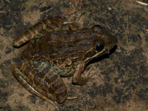 Image of Moyer's River Frog