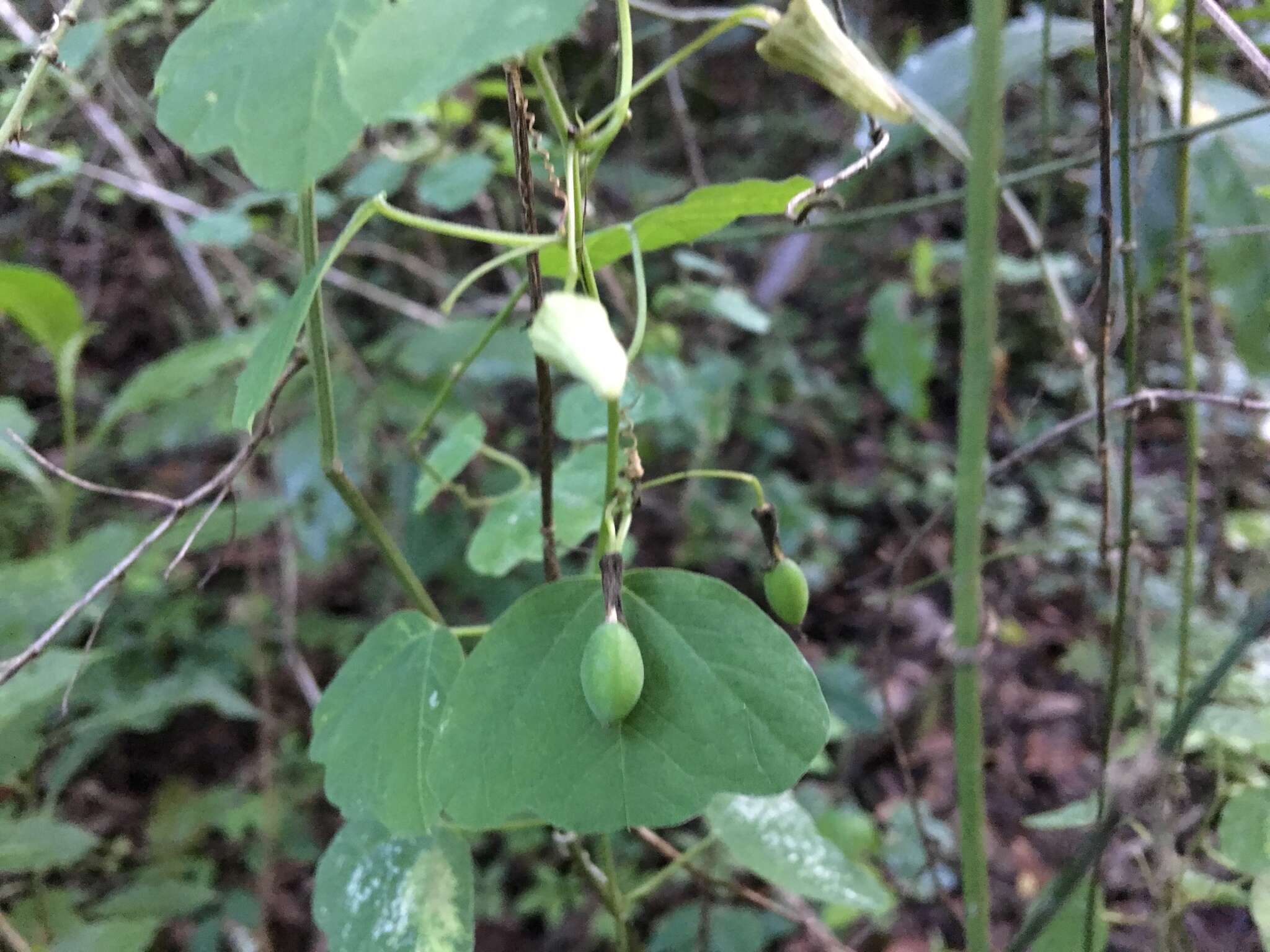 Image of Passiflora pavonis Mast.