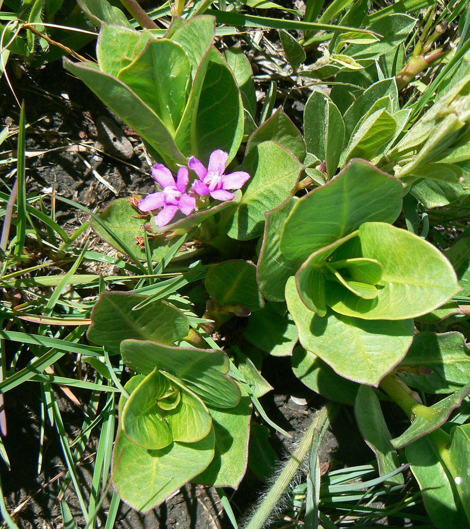 Image of Raphionacme hirsuta (E. Mey.)