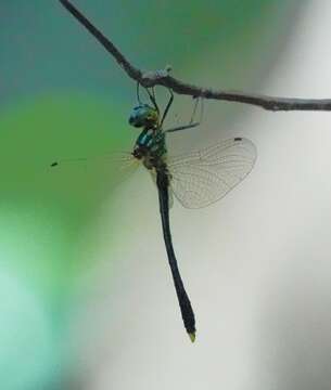 Image de Macromidia ellenae Wilson 1996