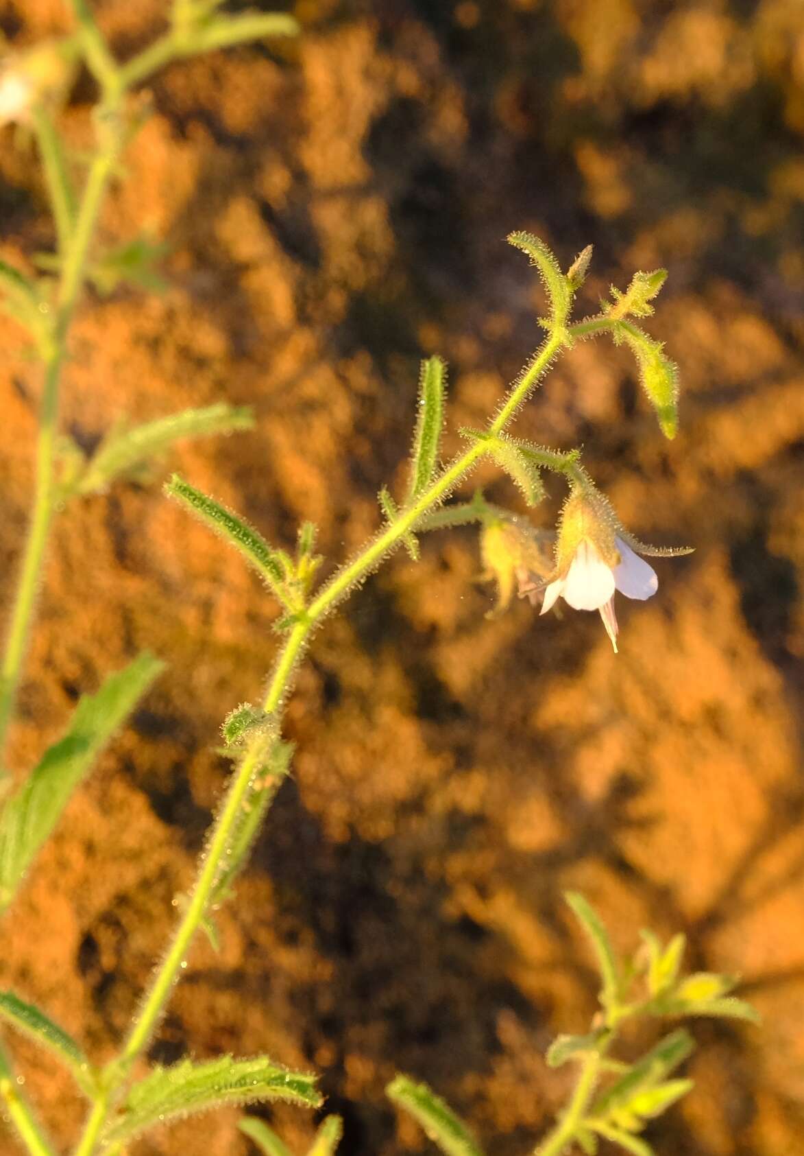 Image of Hermannia glanduligera K. Schum ex Schinz