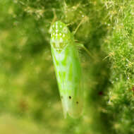 Image of Micantulina (Anufrieviola) stigmatipennis (Mulsant & Rey 1855)