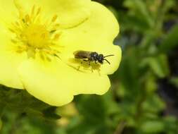 Image of Hyaline Masked Bee