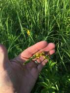 Image of roadside agrimony