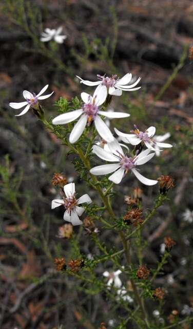 Image of Olearia ramosissima (DC.) Benth.