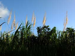 Image of wildcane