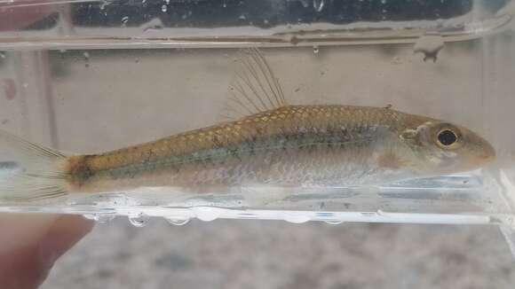 Image of Gravel chub