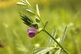 Imagem de Vicia sativa subsp. nigra (L.) Ehrh.