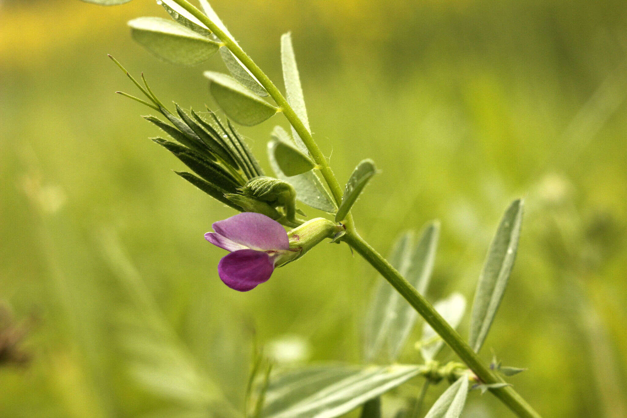 Imagem de Vicia sativa subsp. nigra (L.) Ehrh.