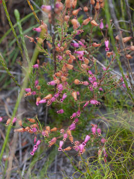 Image of Erica glutinosa var. glutinosa