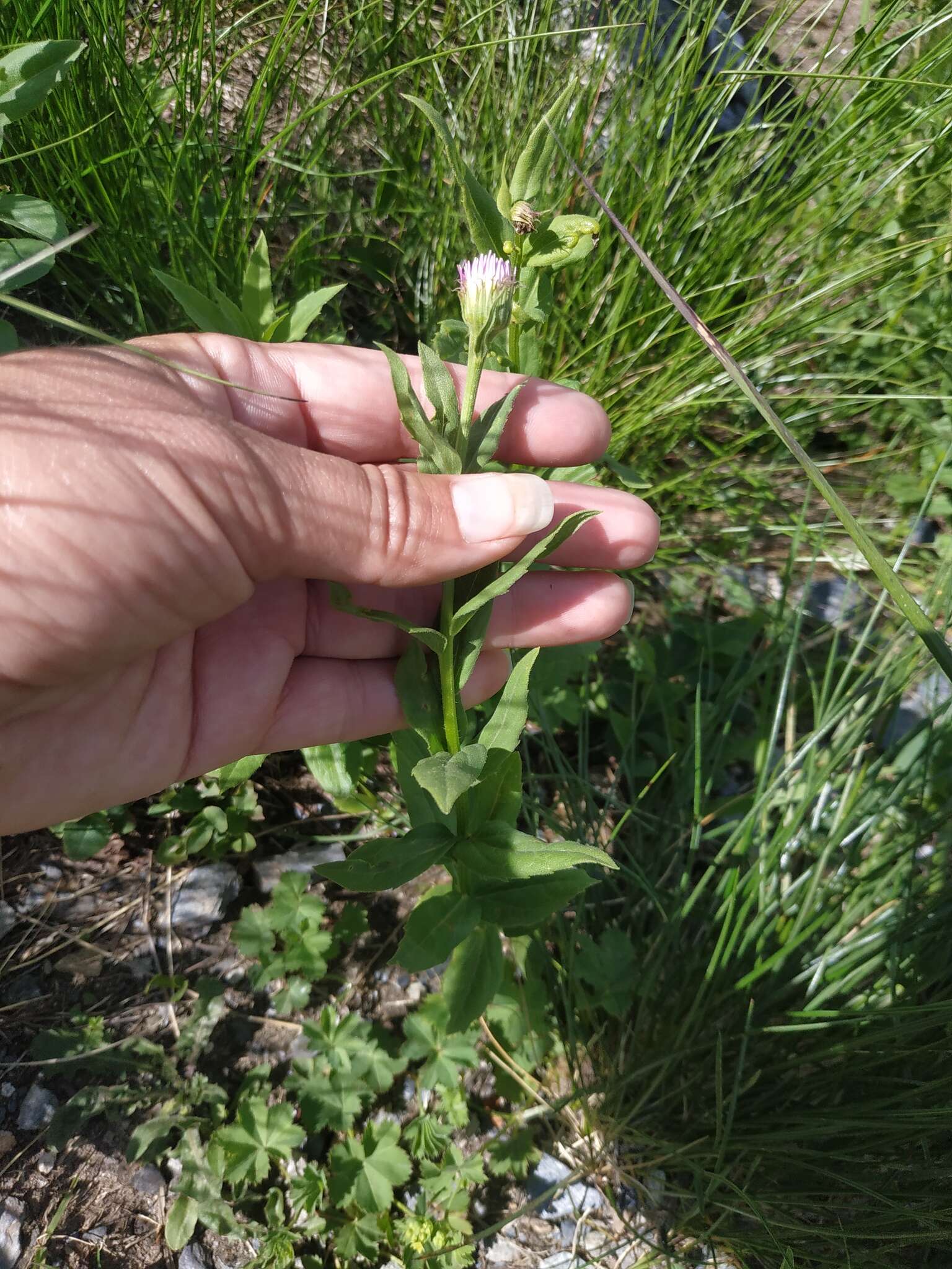 Imagem de Kemulariella caucasica (Willd.) Tamamsch.