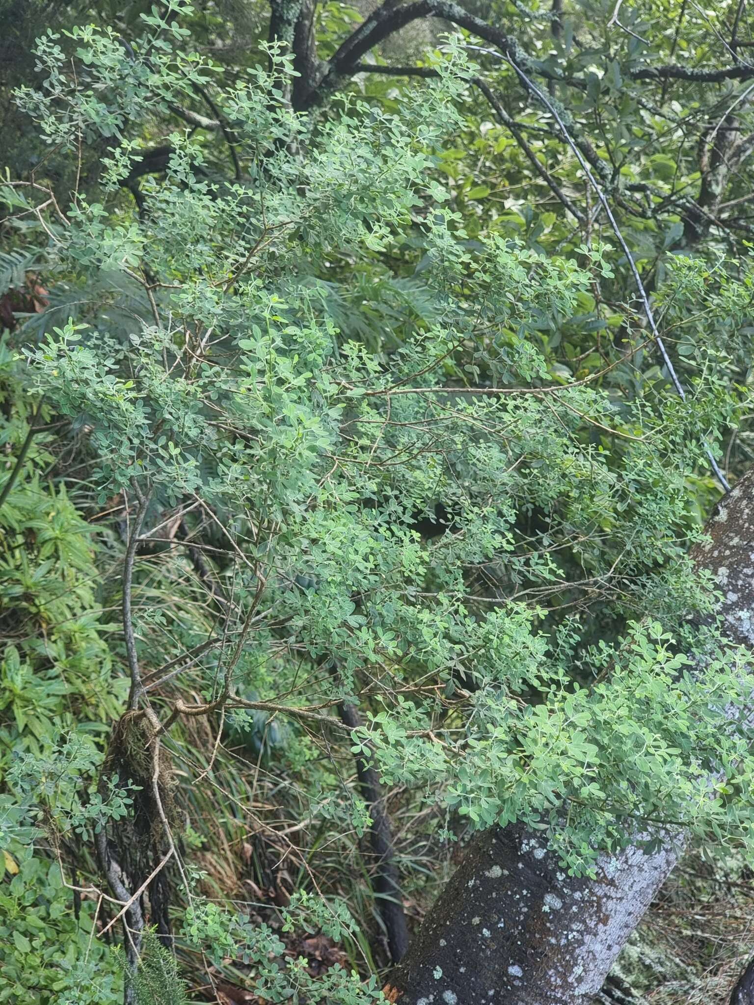 Image of Madeira Dyer's greenweed