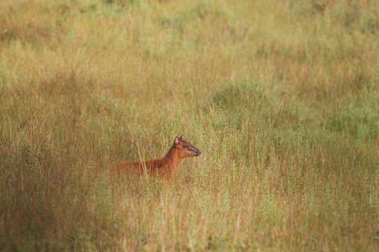 Image of Black-fronted Duiker