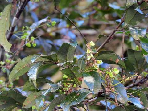 Image of Guioa acutifolia Radlk.