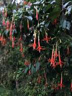 Image of Fuchsia venusta Kunth