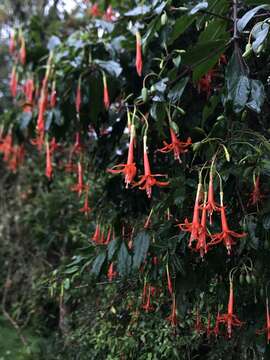 Image of Fuchsia venusta Kunth