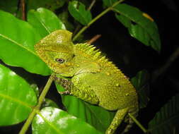 صورة Gonocephalus chamaeleontinus (Laurenti 1768)