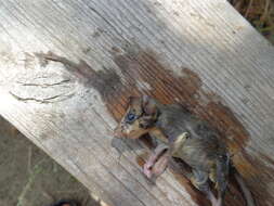 Image of Common Forest Dormouse
