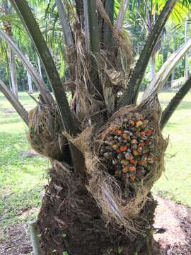 Image of American oil palm