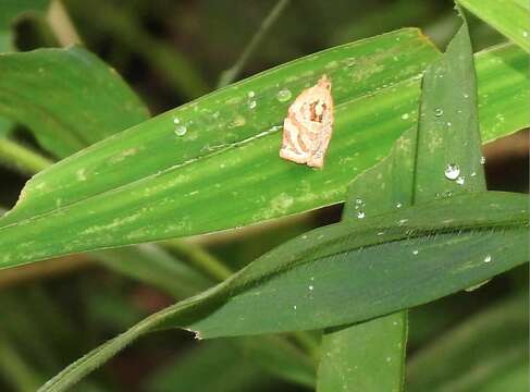 Слика од Adoxophyes privatana Walker 1863