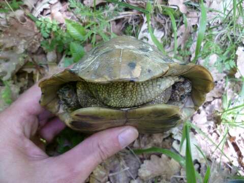 Image of Hermann’s Tortoise