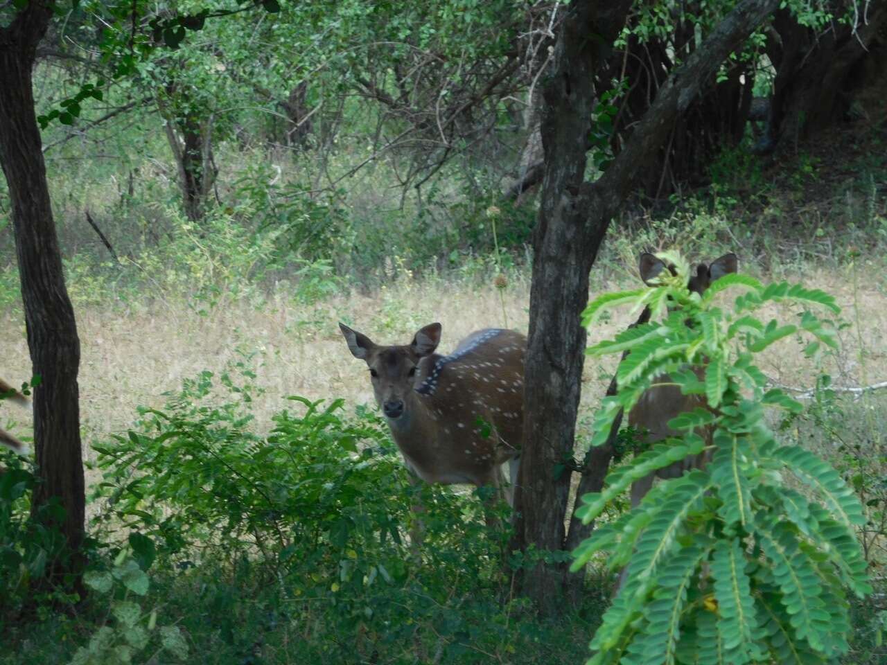 Image of Axis Deer