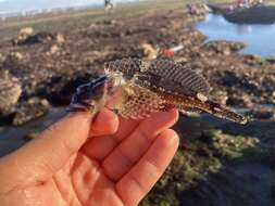 Image of Round-nosed sculpin